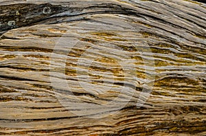 Trunk Texture Gnarled Juniper Tree