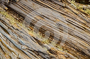 Trunk Texture Gnarled Juniper Tree