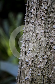 Trunk with thorny spiky bark