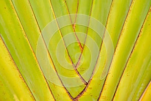 Trunk of a Traveller's Palm