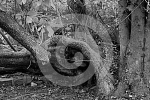 The trunk of the tree is all tangled up.