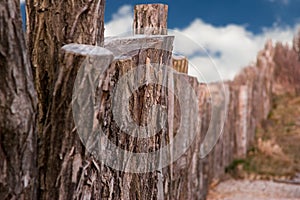 Trunk tree bark