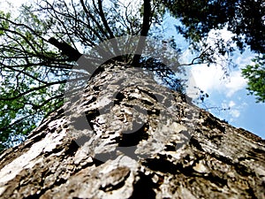 Trunk of the tree below upwards. Very old pine. On the background of the sky with clouds