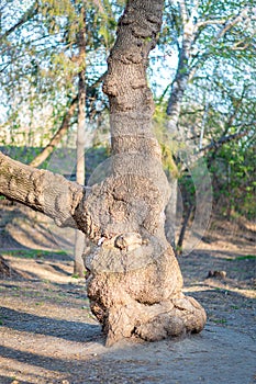 The trunk of the tree is bizarrely shaped