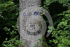 The trunk of a tree with blue paint tags