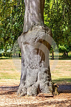 Trunk of a tree with a Burl, green foliage with blurred background