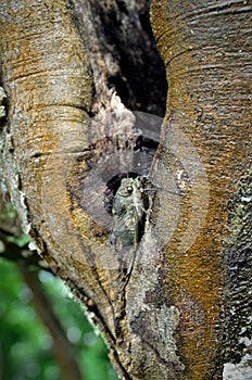 On the trunk of the tree a Cicada orni