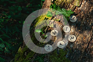 On the trunk of a tree, covered with ivy, are wooden Scandinavian runes.The concept of divination and esotericism. Copy space