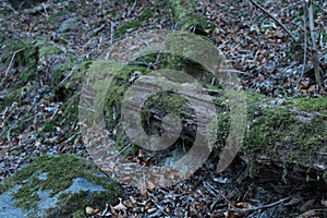 Trunk of a tree covered in moss