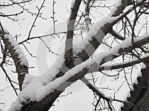 The trunk of the tree is covered with snow in winter
