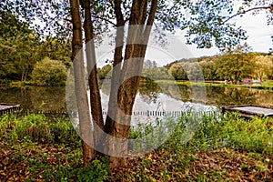 Trunk of a tree in front of a lake with reflection in the water surrounded by vegetation and trees