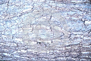 The trunk of the tree has a jagged, rough texture photo