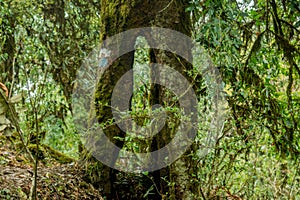 Trunk of the tree with hole in it at the forest