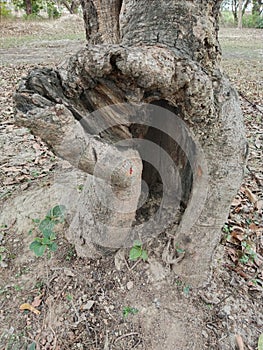 trunk of tree with hole, in the garden or jungle