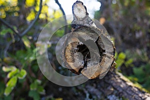 In the trunk of a tree hollow.