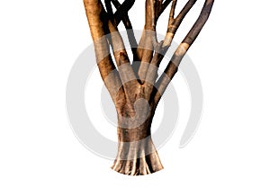 The trunk of the tree isolated on white background, with clipping path