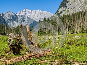 Trunk tree landscape Alps nature