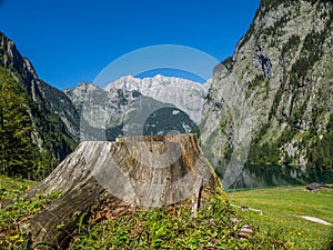 Trunk tree landscape Alps nature
