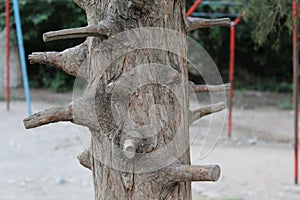 The trunk of the tree with lots of pruned branches