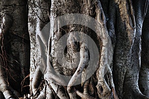 Trunk of tree, nature