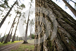 Trunk of tree, nature