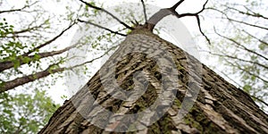 Trunk of tree, nature