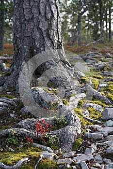 The trunk of a tree and roots meeting the mossed soil, rocks and bushes
