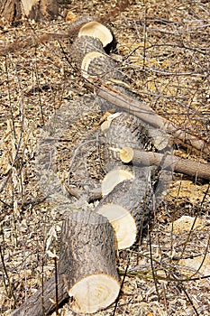 The trunk of a tree, sawn to chocks