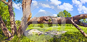 The trunk of the tree split in two under its weight, one part of it fell to the ground and lies horizontally. Summer landscape