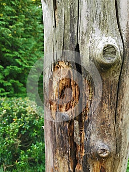 Trunk of a treee - breaking on the bark of the tree photo