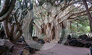 Trees in the botanical garden of JardÃÂ­n BotÃÂ¡nico Viera y Clavijo in island of Gran Canaria photo