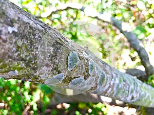 Trunk of trees with fungus