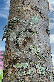 The trunk of a Triplaris weigeltiana tree, Long John, with a lone pink flower abd green lichen growing on the bark