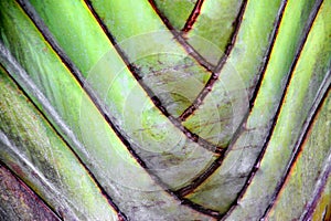 Trunk of tropical tree