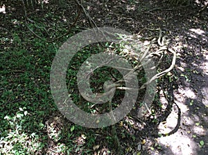 The trunk of the vine, lying in the canopy of the jungle