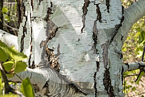 Trunk of white birch in the foreground