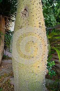 Trunk of the white floss-silk tree, Ceiba insignis (syn. Chorisia insignis).