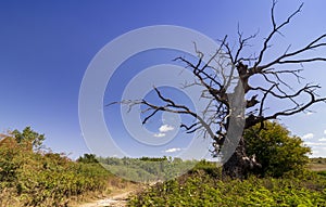 Trunk of withered Oak photo