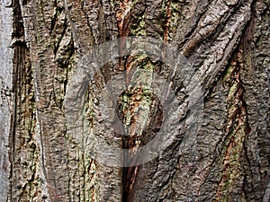 Trunk wood texture of Caucasian Walnut tree, also called Caucasian Wingnut