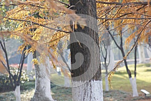 Trunk with yellow leaves shining in a sunny afternoon