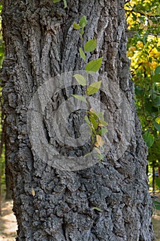 Trunk and young branch of an old elm in autumn