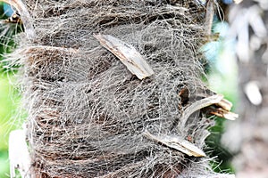 Trunk of a young palm tree - abstract background