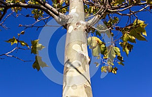 Trunk of a young sycamore tree. Platanus orientalis. Chinar. Tree branches and bark on a blue sky background close-up