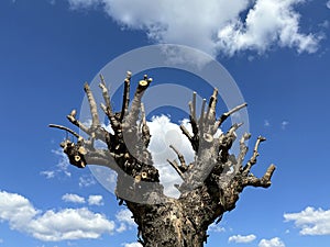 Trunkated tree against blue sky and clouds