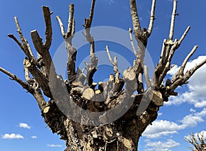 Trunkated tree against blue sky and clouds