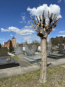 Trunkated tree in the public cemetery