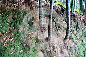 Trunks of bamboo trees grow on a mountainside.