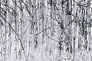 Black and white trunks of trembling aspen forest in spring photo
