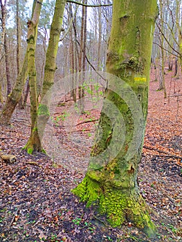 Trunks of beeches and litter in a nature reserve
