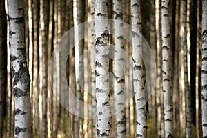 Trunks of birch trees